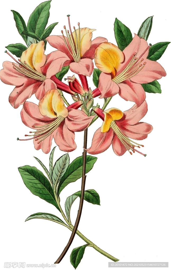 花