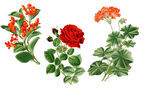 花