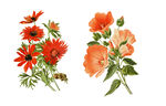 花