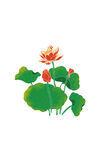 插画荷花