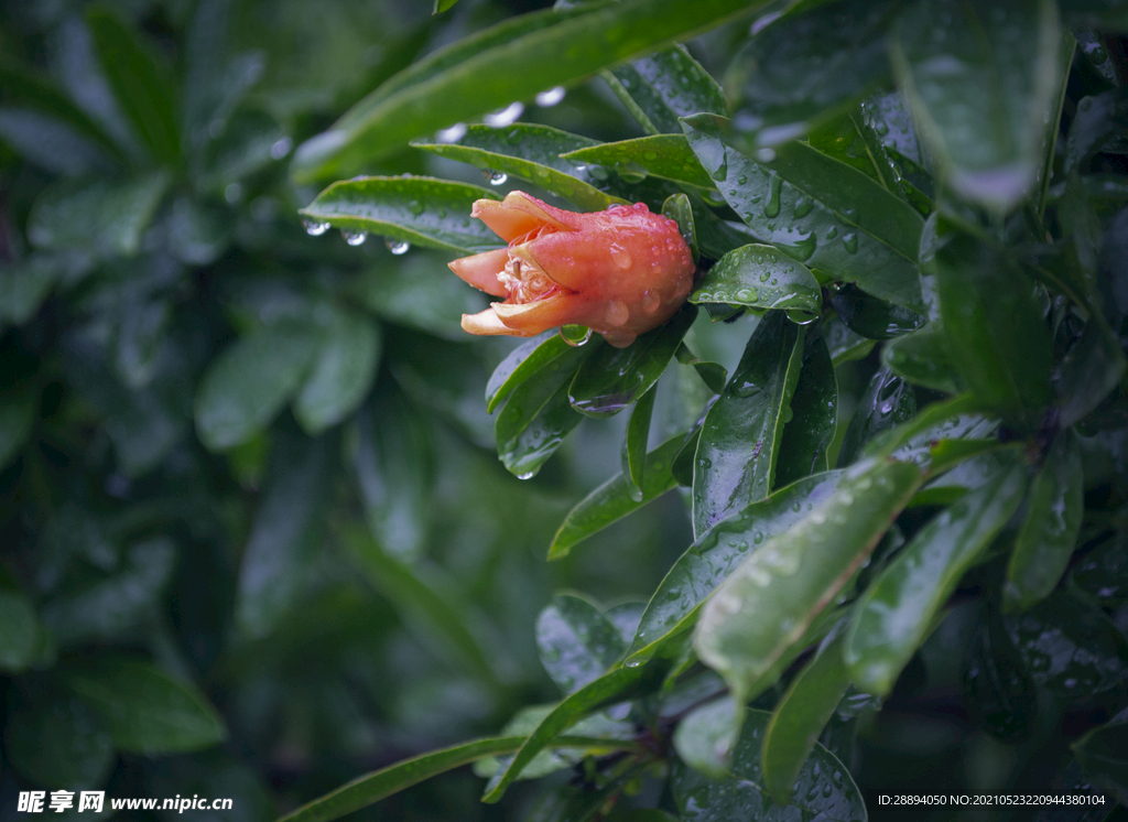 雨中的石榴