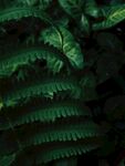 荚果蕨