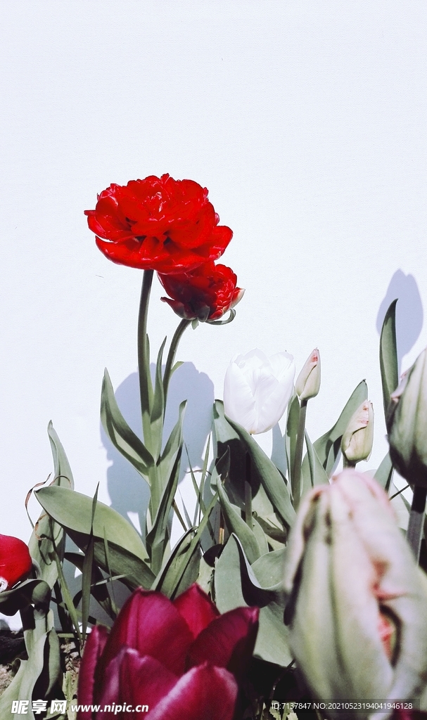 花