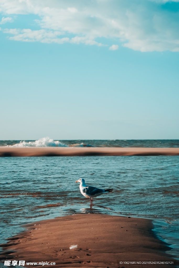 海鸥             