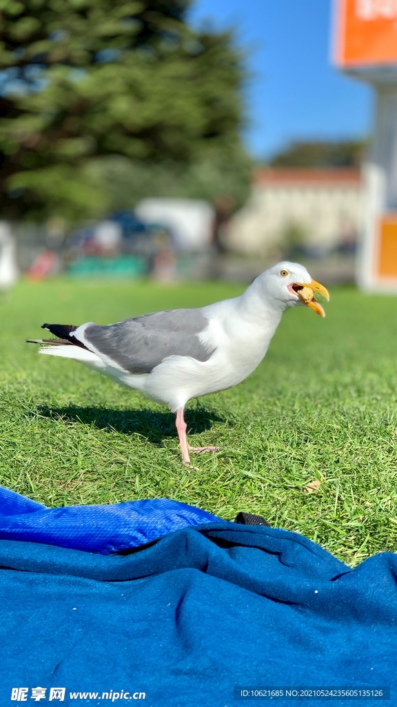 海鸥             