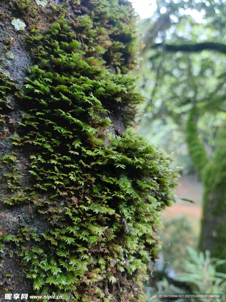 苔藓植物