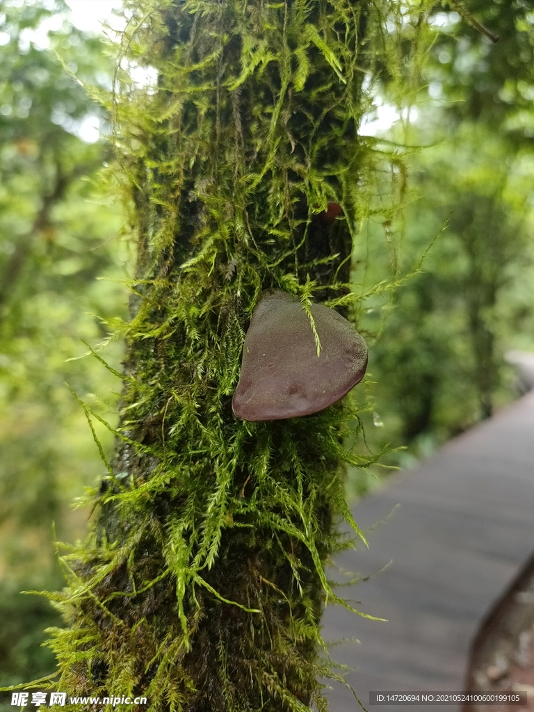 苔藓植物