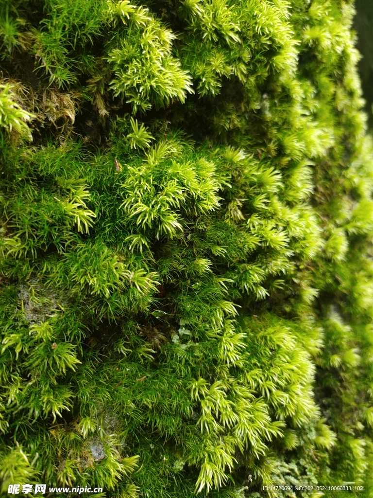 苔藓植物