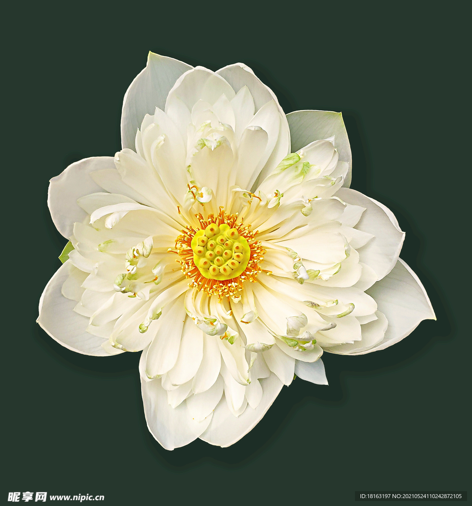 白色莲花免抠素材