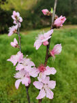 桃花4