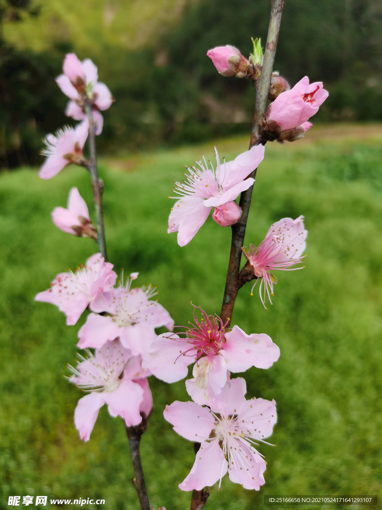 桃花4