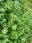 艾草