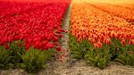 郁金香花田 