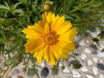 金鸡菊