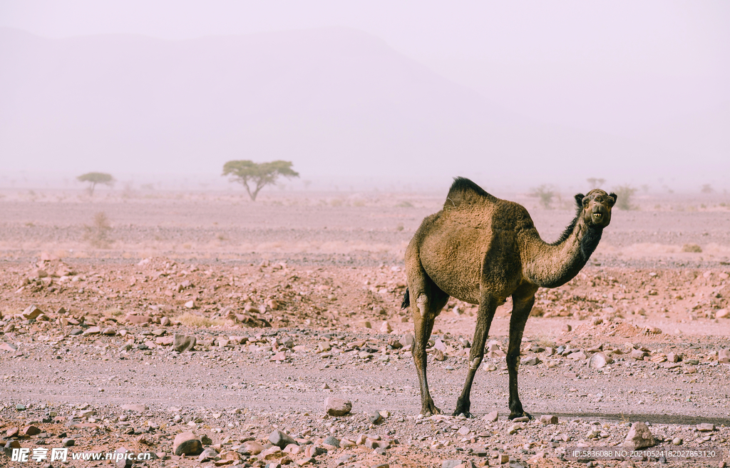 沙尘暴中的戈壁滩单峰骆驼