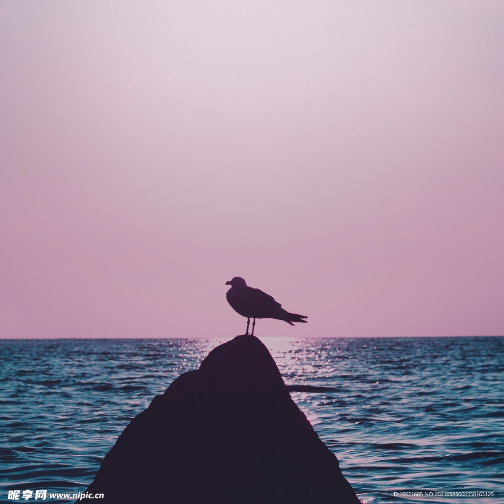 海鸥             