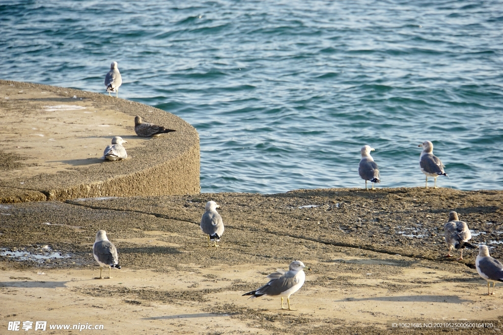 海鸥             