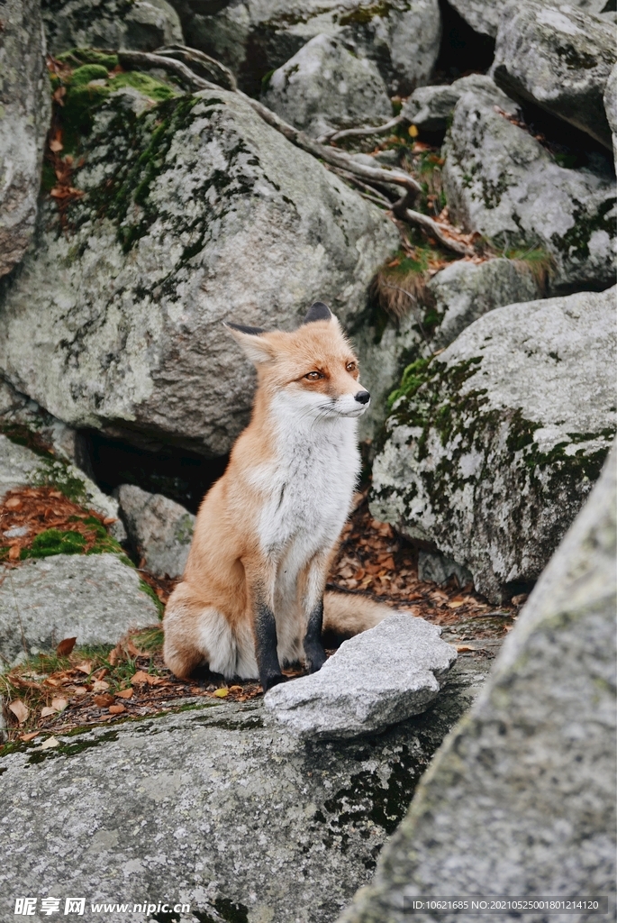 狐狸             