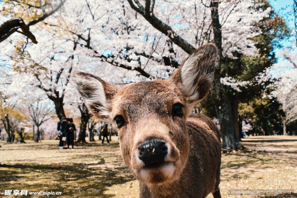 鹿              