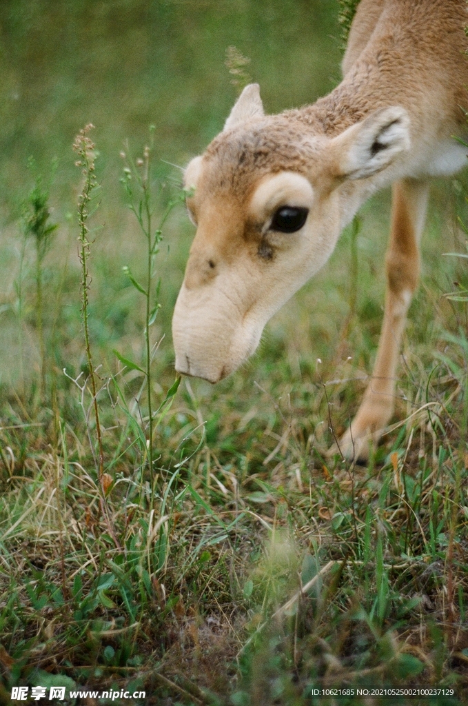 鹿              