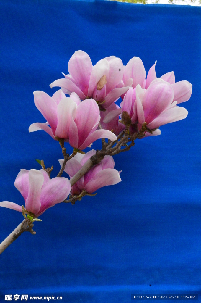 玉兰花 