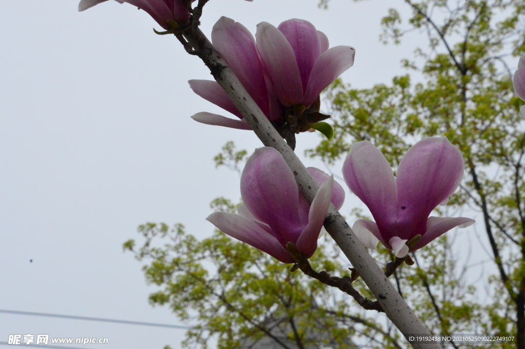 玉兰花