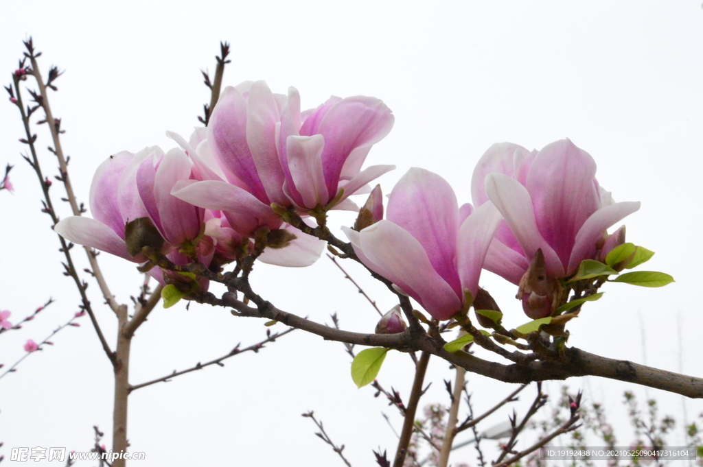 玉兰花