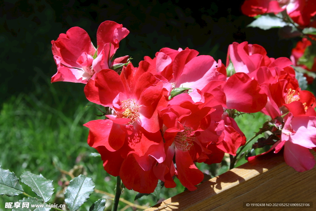 月季花