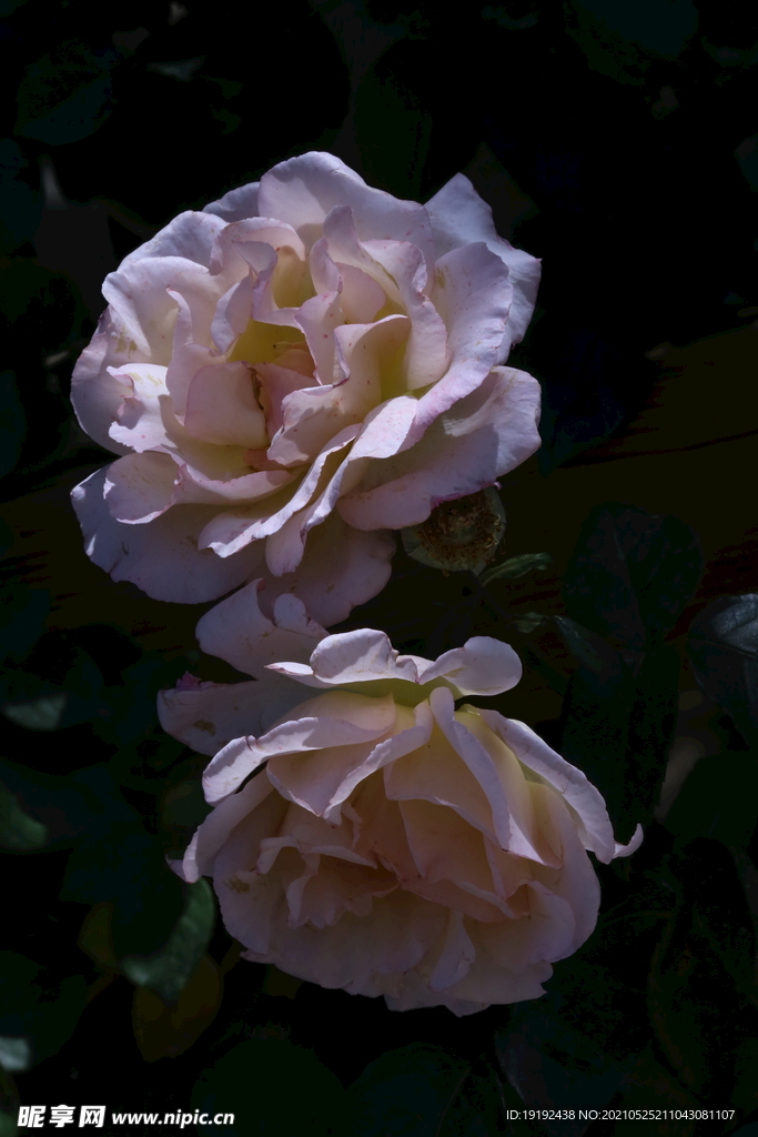 月季花