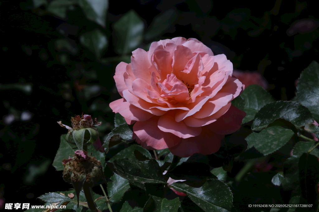 月季花