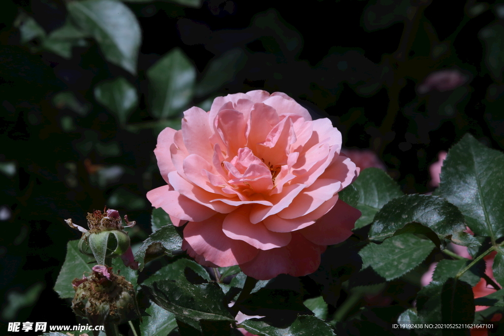 月季花