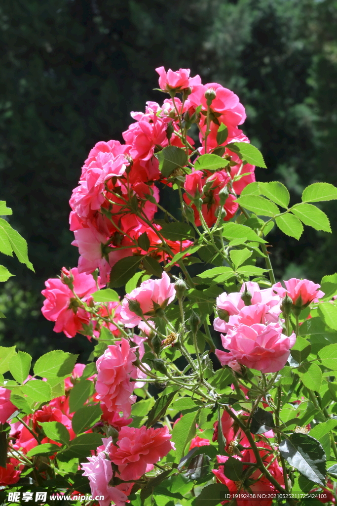 月季花