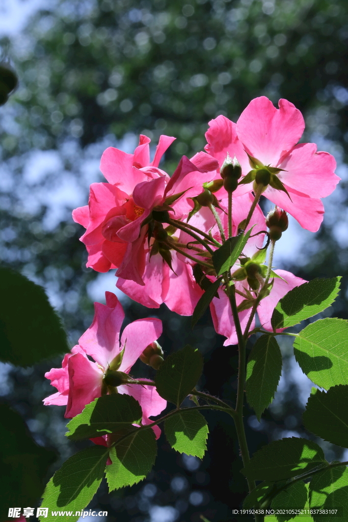 月季花 