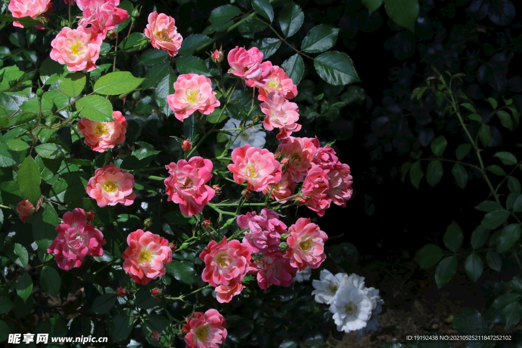 月季花 