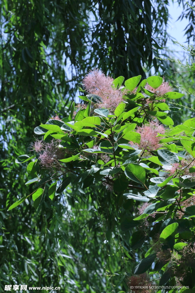 黄栌花