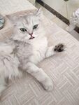 猫咪