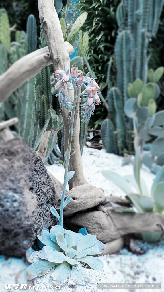 热带植物
