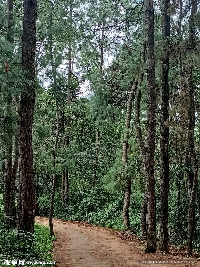 路与林