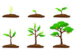 树苗成长 大树矢量图