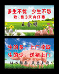 仔猪名片
