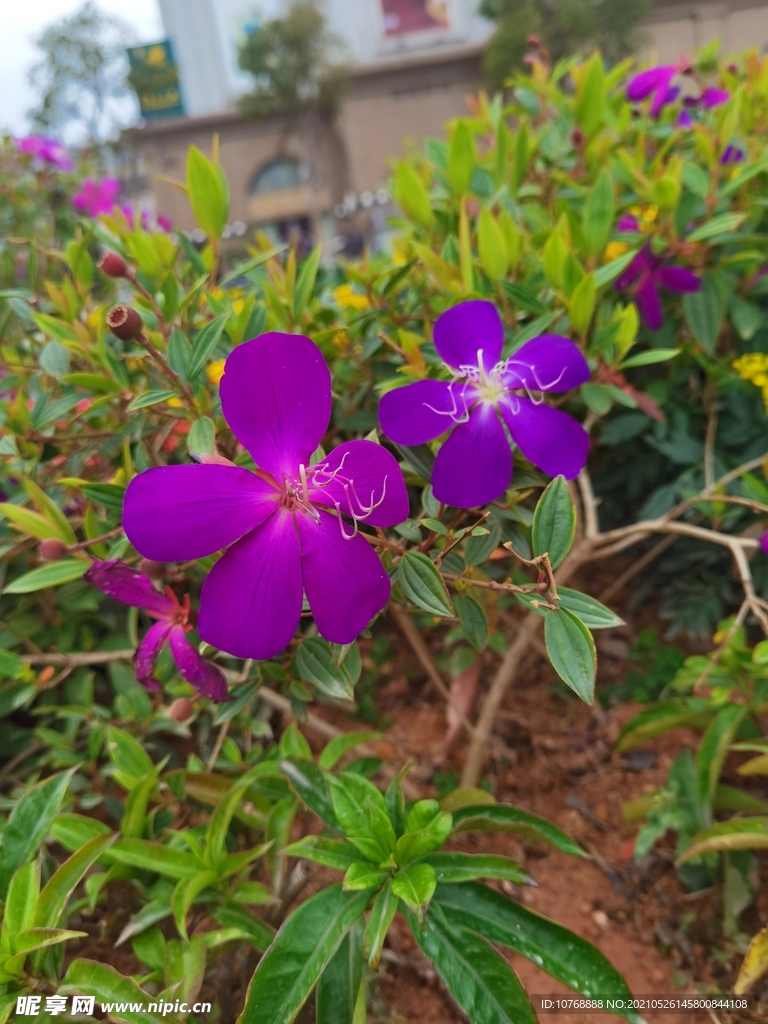 花