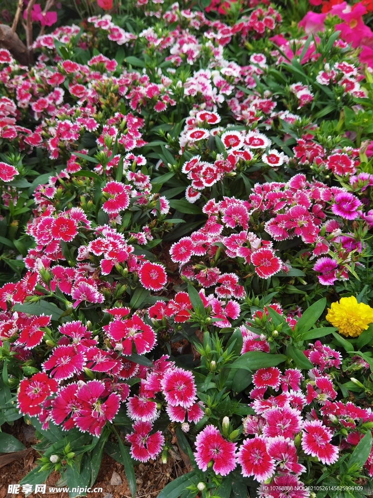 漂亮的花