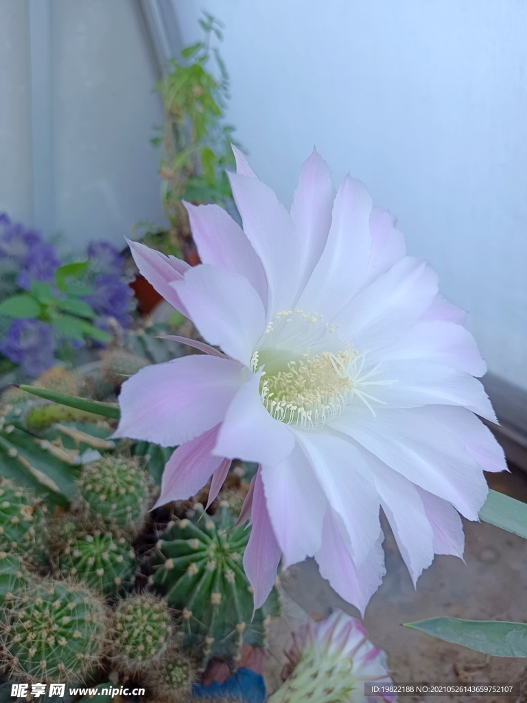 仙人掌花