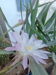 仙人掌花