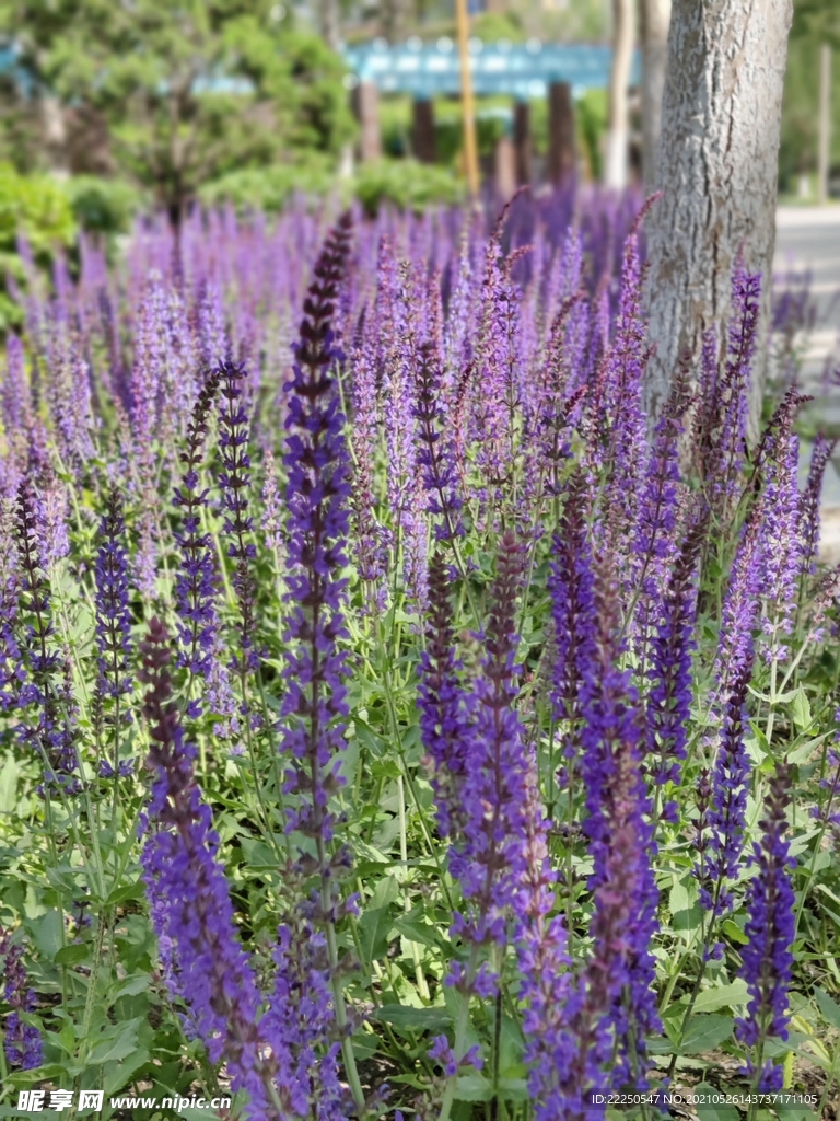 公园里的花花草草