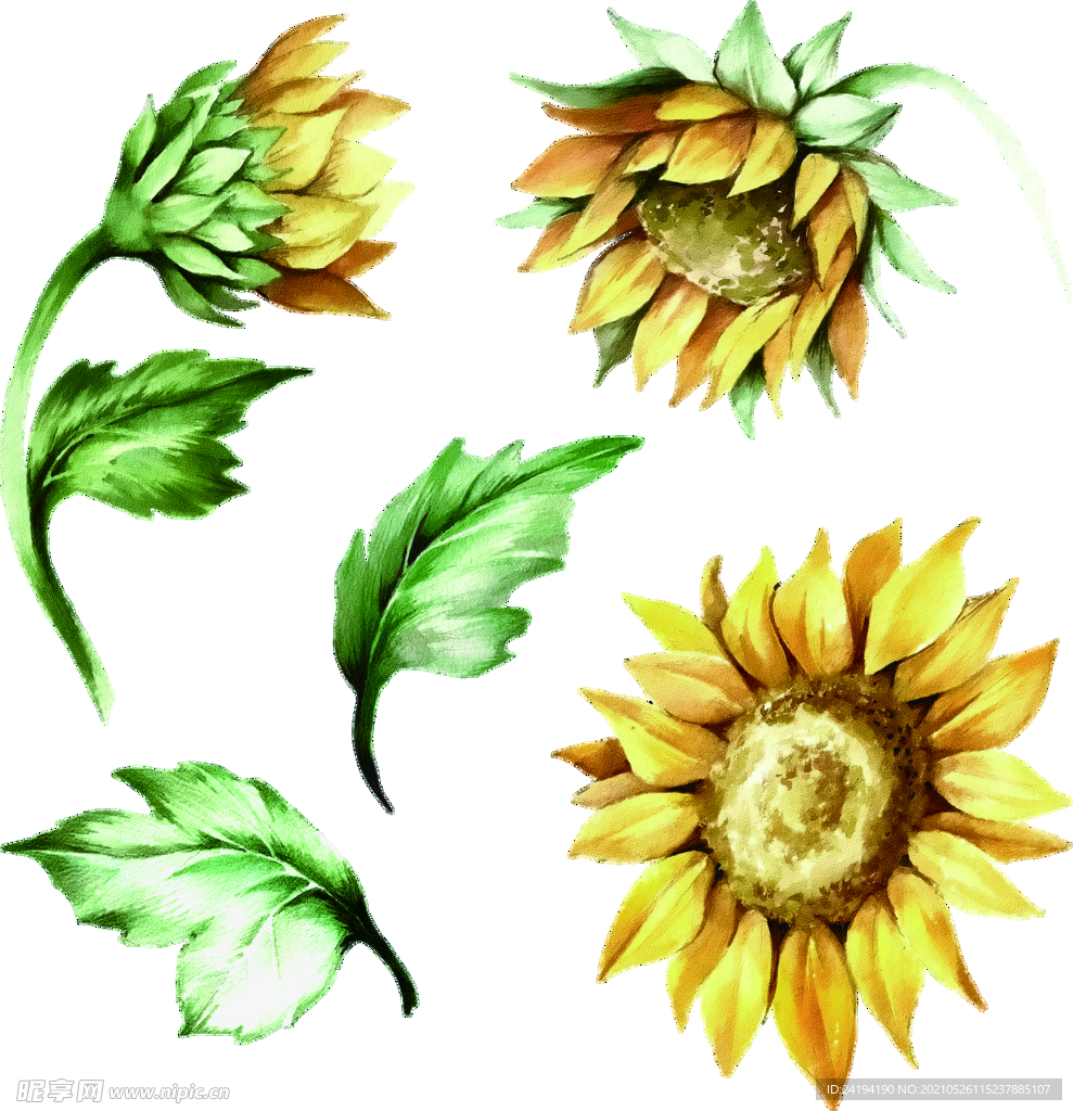 手绘花  太阳花