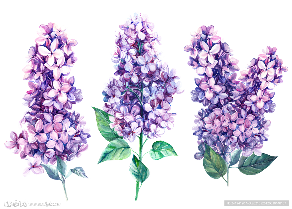 手绘花 
