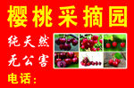 樱桃采摘园