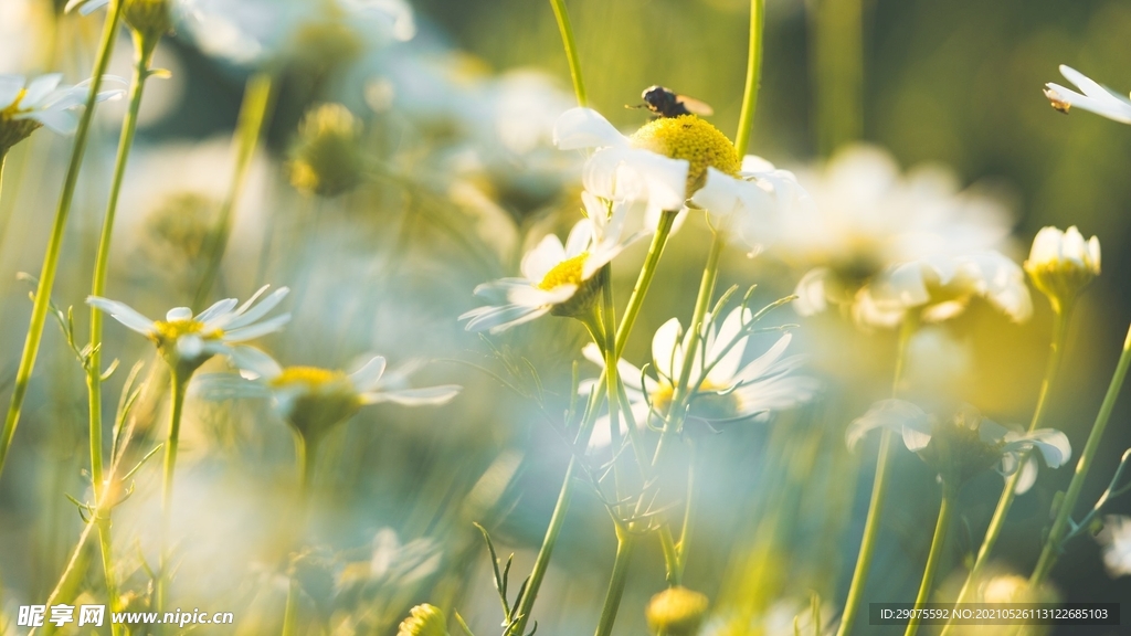 蜜蜂