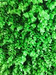 塑料植物